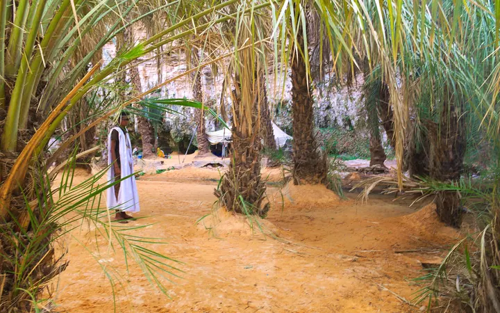 ظلال النخيل في واحة ترجيت